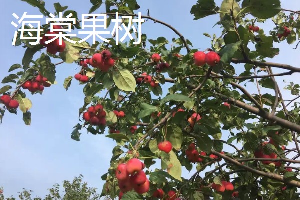 哪些果树是浆果类,常见葡萄树、猕猴桃树等品种