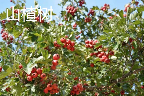 哪些果树是浆果类,常见葡萄树、猕猴桃树等品种