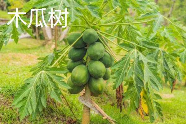 哪些果树是浆果类,常见葡萄树、猕猴桃树等品种