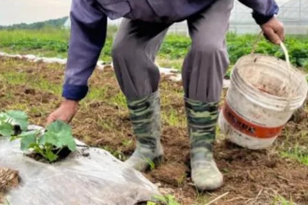 西瓜如何根部施肥,一定不可靠近西瓜的根部