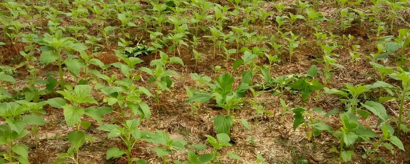 芝麻过多久会出苗，养护得当只需3-4天