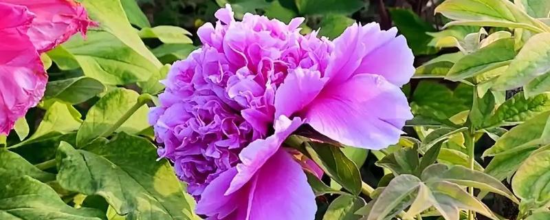 牡丹花的品种，常见的有魏紫、姚黄等