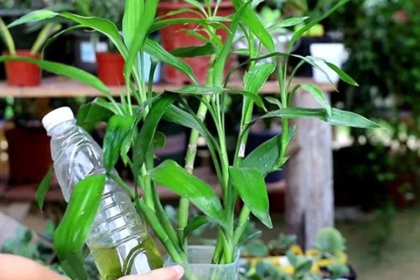 怎么让富贵竹又粗又绿,生长期每周追施一次稀薄液肥