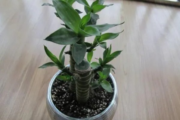 怎么让富贵竹又粗又绿,生长期每周追施一次稀薄液肥