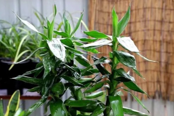 怎么让富贵竹又粗又绿,生长期每周追施一次稀薄液肥