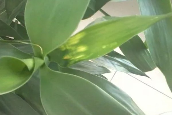 怎么让富贵竹又粗又绿,生长期每周追施一次稀薄液肥