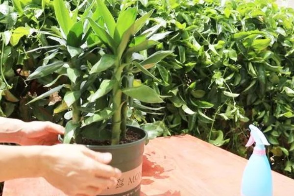 怎么让富贵竹又粗又绿,生长期每周追施一次稀薄液肥