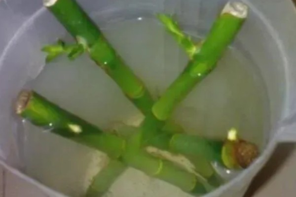 怎么让富贵竹又粗又绿,生长期每周追施一次稀薄液肥