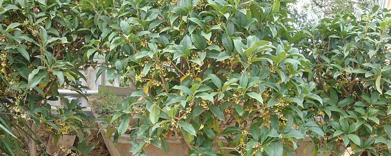 桂花树叶子尖干枯了的原因，可能是病虫侵害所致