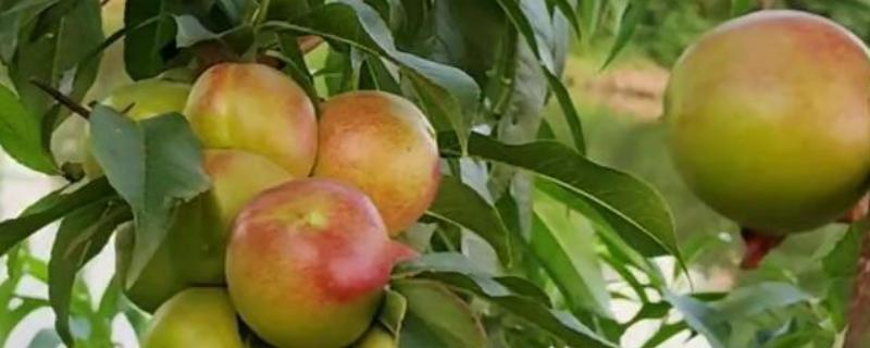 油桃是怎么培育的，可以使用嫁接的方法进行