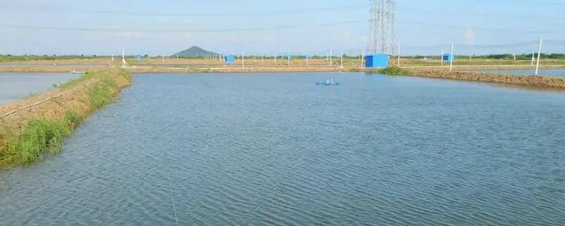 鱼塘怎么快速降低氨氮，可以选择换水