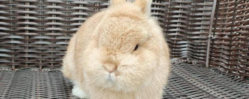 兔子耳痒病的症状表现，表现为前肢经常抓挠耳朵