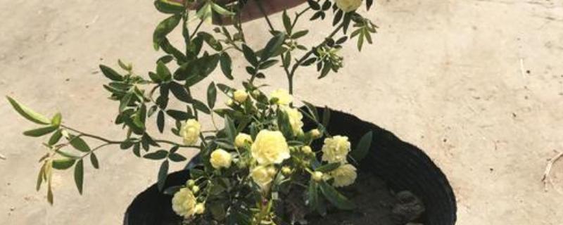 木香花的扦插方式，选取一根长10cm的嫩枝作为插穗