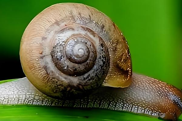 蜗牛粘液的作用,起到润滑和保护腹足的作用