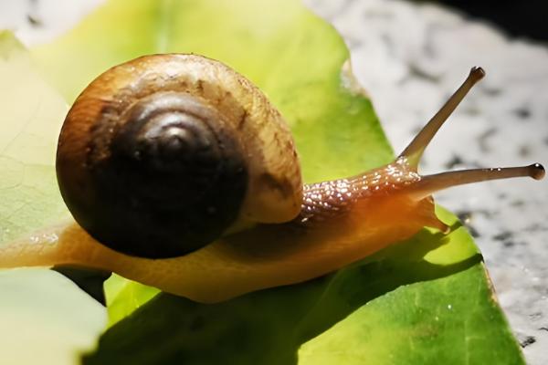蜗牛粘液的作用,起到润滑和保护腹足的作用