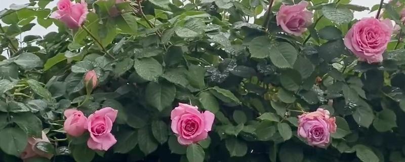 月季开花后怎样修剪，5月末进行首次开花后的修剪