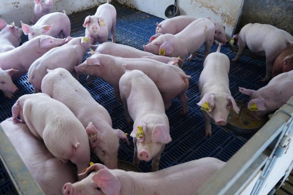 饲养小猪的方法，1-7日龄把温度控制在32-28℃左右