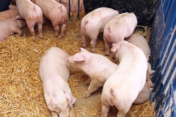 饲养小猪的方法，1-7日龄把温度控制在32-28℃左右