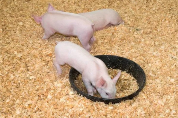 饲养小猪的方法，1-7日龄把温度控制在32-28℃左右