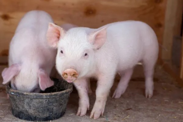 饲养小猪的方法，1-7日龄把温度控制在32-28℃左右