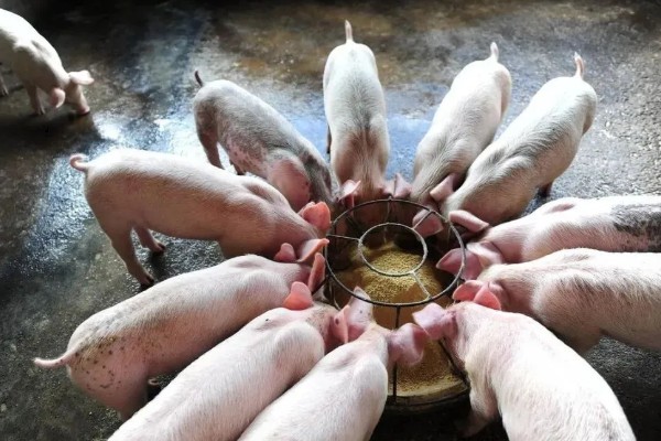 饲养小猪的方法，1-7日龄把温度控制在32-28℃左右