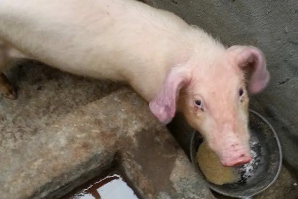 饲养小猪的方法，1-7日龄把温度控制在32-28℃左右