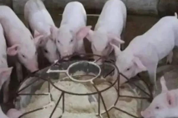 饲养小猪的方法，1-7日龄把温度控制在32-28℃左右