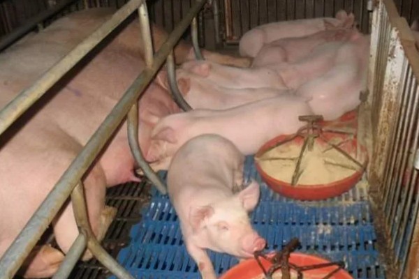 饲养小猪的方法，1-7日龄把温度控制在32-28℃左右