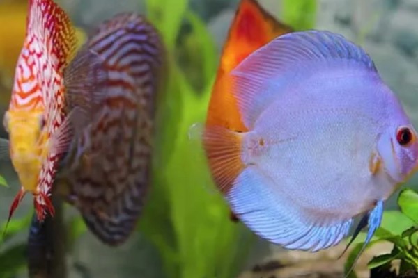 七彩神仙鱼吃不吃小鱼,新生小鱼容易成为大鱼的食物