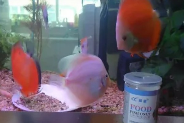 七彩神仙鱼吃不吃小鱼,新生小鱼容易成为大鱼的食物
