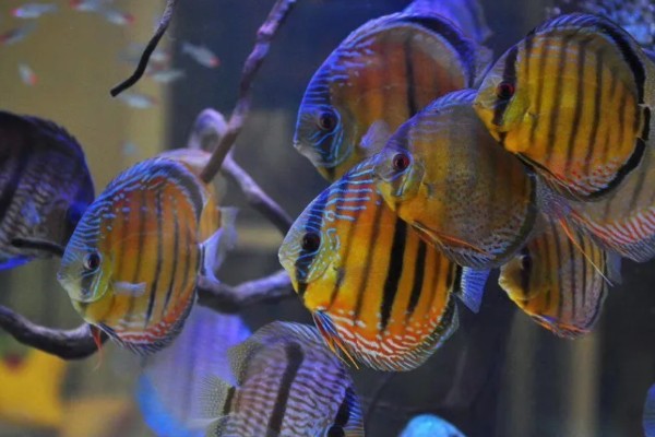 七彩神仙鱼吃不吃小鱼,新生小鱼容易成为大鱼的食物