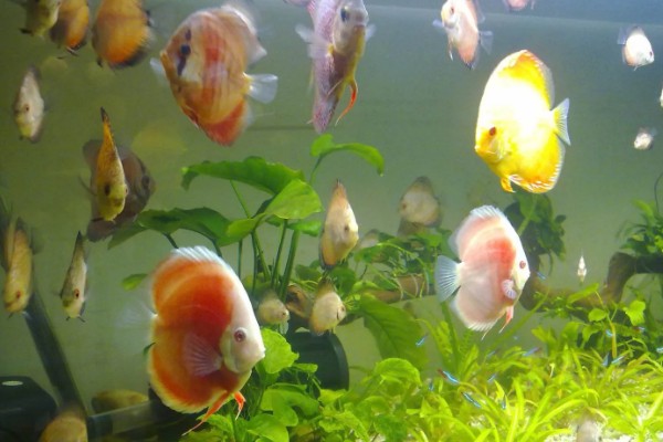 七彩神仙鱼吃不吃小鱼,新生小鱼容易成为大鱼的食物