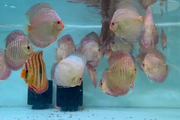 七彩神仙鱼吃不吃小鱼,新生小鱼容易成为大鱼的食物