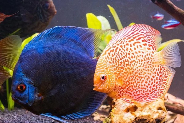 七彩神仙鱼吃不吃小鱼,新生小鱼容易成为大鱼的食物