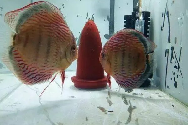 七彩神仙鱼吃不吃小鱼,新生小鱼容易成为大鱼的食物