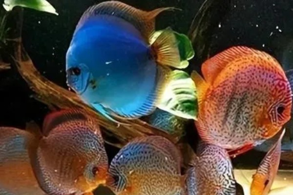 七彩神仙鱼吃不吃小鱼,新生小鱼容易成为大鱼的食物