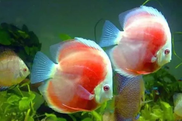 七彩神仙鱼吃不吃小鱼,新生小鱼容易成为大鱼的食物
