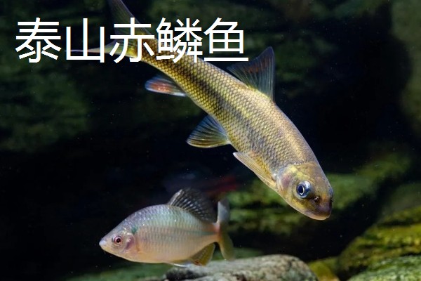 贡鱼的种类,包括富春江的鲥鱼、泰山赤鳞鱼等