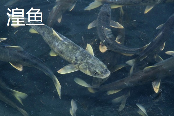 贡鱼的种类,包括富春江的鲥鱼、泰山赤鳞鱼等