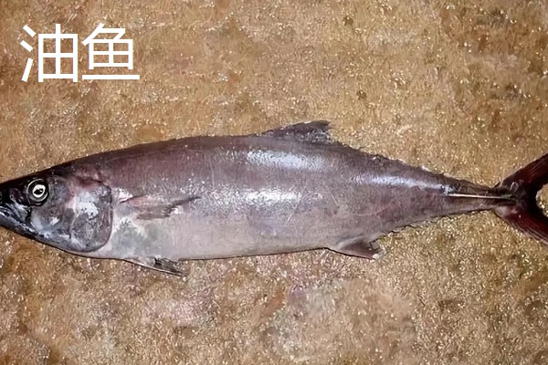 贡鱼的种类,包括富春江的鲥鱼、泰山赤鳞鱼等