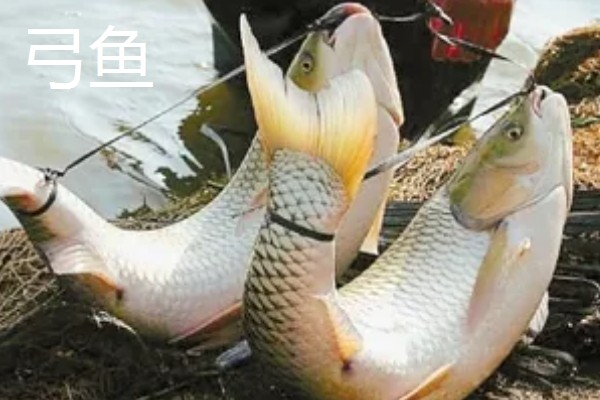 贡鱼的种类,包括富春江的鲥鱼、泰山赤鳞鱼等