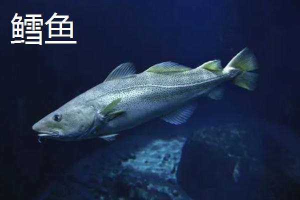 贡鱼的种类,包括富春江的鲥鱼、泰山赤鳞鱼等