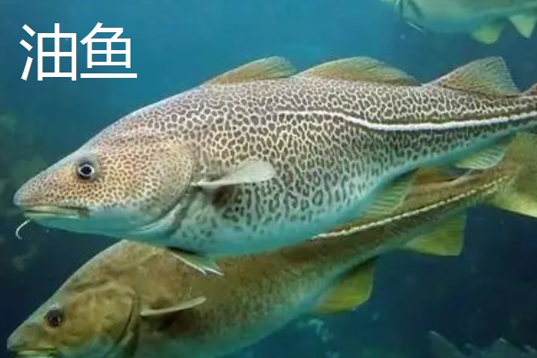 贡鱼的种类,包括富春江的鲥鱼、泰山赤鳞鱼等