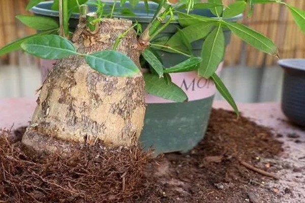 小发财树如何养,喜欢在光照充足的环境下生长