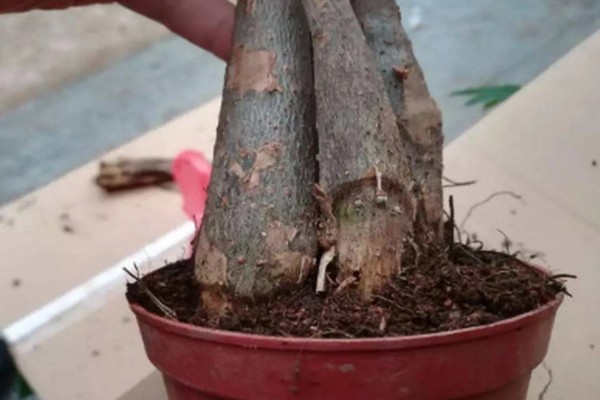 小发财树如何养,喜欢在光照充足的环境下生长