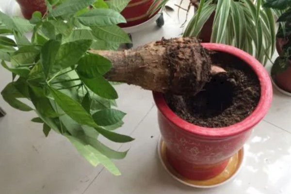 小发财树如何养,喜欢在光照充足的环境下生长