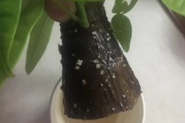 小发财树如何养,喜欢在光照充足的环境下生长