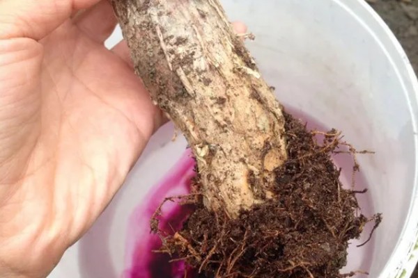 小发财树如何养,喜欢在光照充足的环境下生长