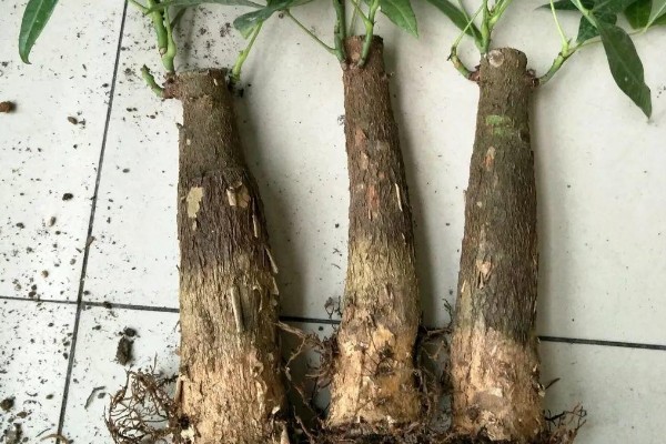 小发财树如何养,喜欢在光照充足的环境下生长