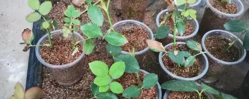 月季怎么扦插，在春、秋两季均可进行